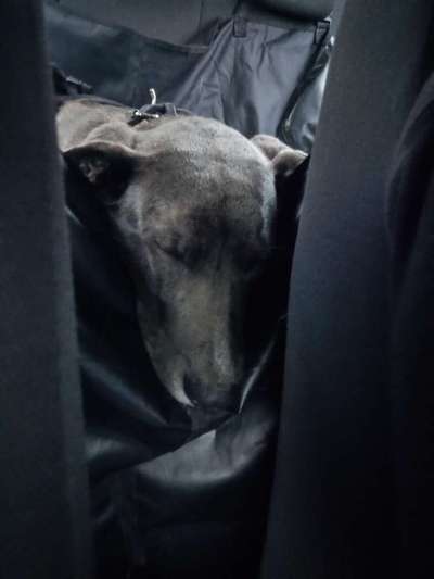 Challenge: Rate den Charakter und die Rudelposition eines Hundes-Beitrag-Bild