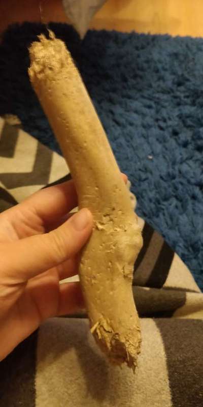 Kuscheltiere für den Hund-Beitrag-Bild