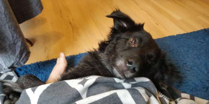 Challenge Nr 14
Eure Fellnasen auf ihrem Lieblingsplatz-Beitrag-Bild