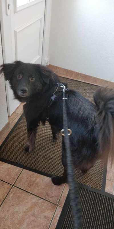 Hundekontakt an der Leine?-Beitrag-Bild