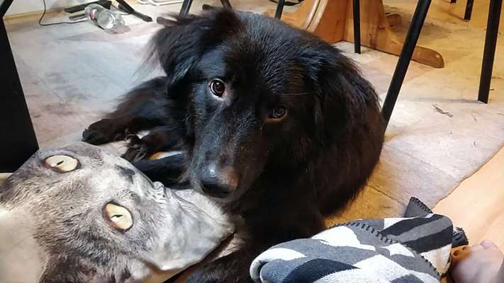 Foto's und Hundemodels-Beitrag-Bild