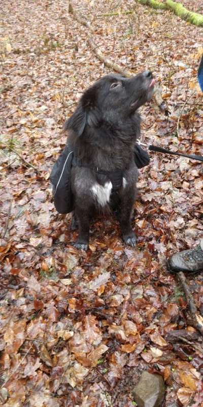 Fotochallenge No. 26                                     Wald und Wiese-Beitrag-Bild