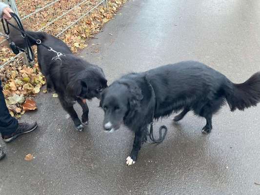 Challenge: Rate den Charakter und die Rudelposition eines Hundes-Beitrag-Bild