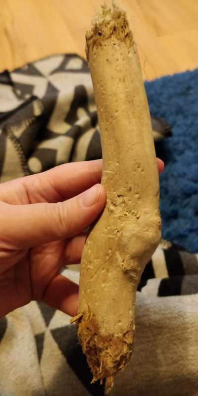 Kuscheltiere für den Hund-Beitrag-Bild