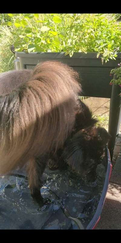 Dogorama-Monats-Challenge-Mai "Wasser"-Beitrag-Bild