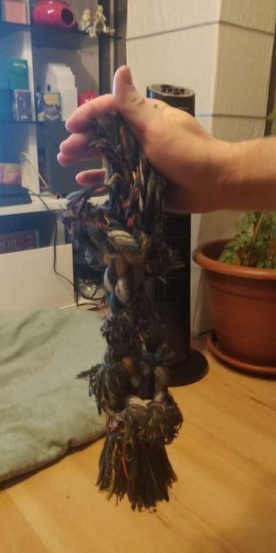 Kuscheltiere für den Hund-Beitrag-Bild