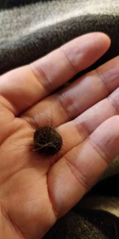 Bastelstunde für den Vierbeiner-Beitrag-Bild