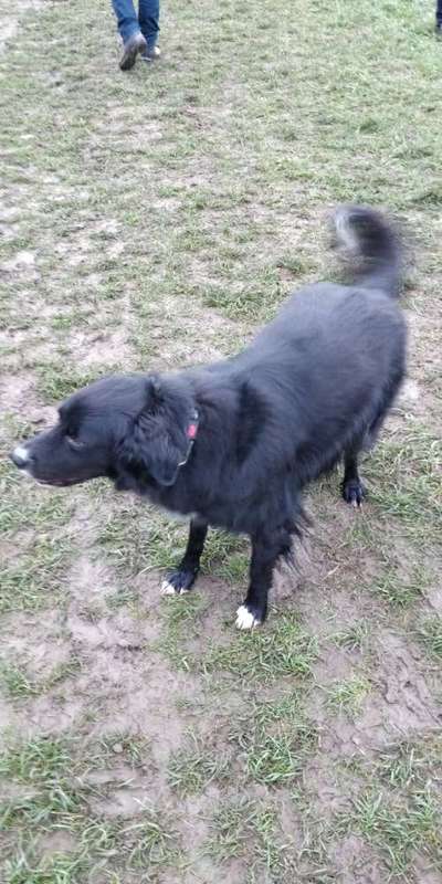 Challenge: Rate den Charakter und die Rudelposition eines Hundes-Beitrag-Bild