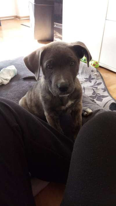 Challenge: Rate den Charakter und die Rudelposition eines Hundes-Beitrag-Bild