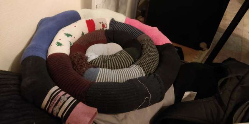 Bastelstunde für den Vierbeiner-Beitrag-Bild