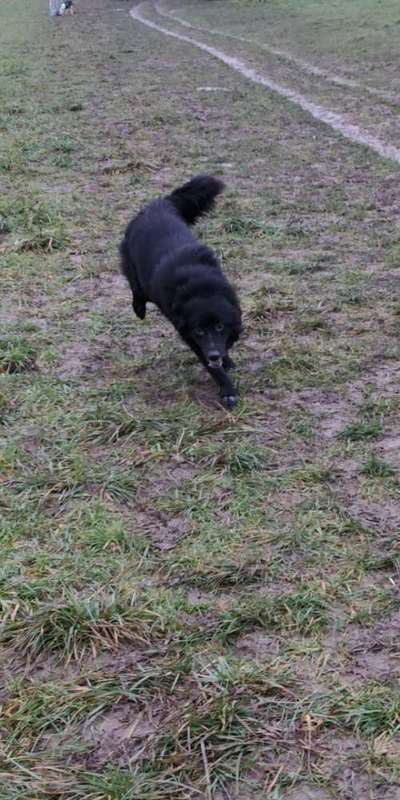 Challenge Nr. 16         Dynamik - Dein Hund in Bewegung-Beitrag-Bild