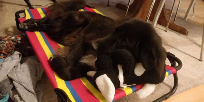 Campingthread mit Hund - von tollen und schlechten Plätzen, Erfahrungen und Tipps-Beitrag-Bild