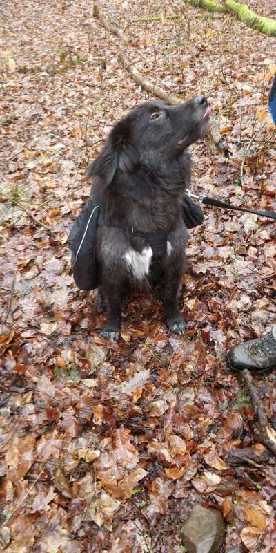 Die Dogorama Wochen Challenge-Beitrag-Bild