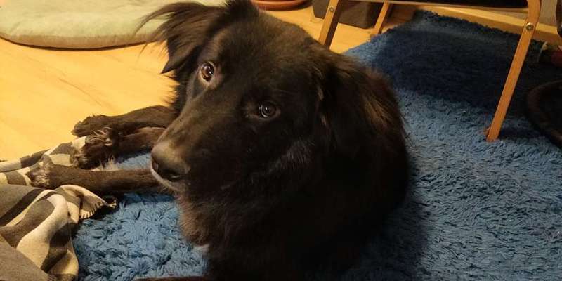 Welche Hunderasse-Beitrag-Bild