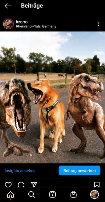 Welche Hunderasse-Beitrag-Bild