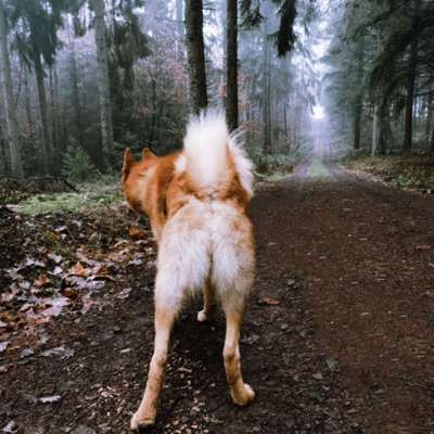 Hundetreffen-Hundetreffen im Kreis Bad Kreuznach (Weinsheim)-Bild