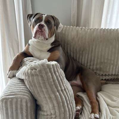 Hundetreffen-Spielgefährten für meinen OEB Rüden Tyson gesucht☺️