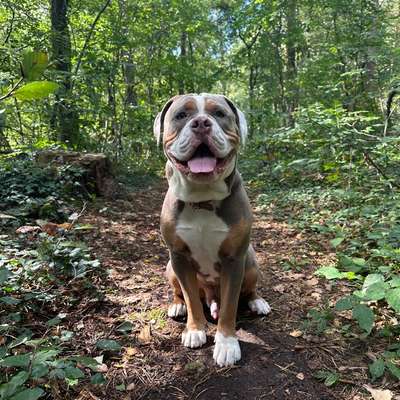 Hundetreffen-Spielgefährten für meinen OEB Rüden Tyson gesucht☺️-Bild