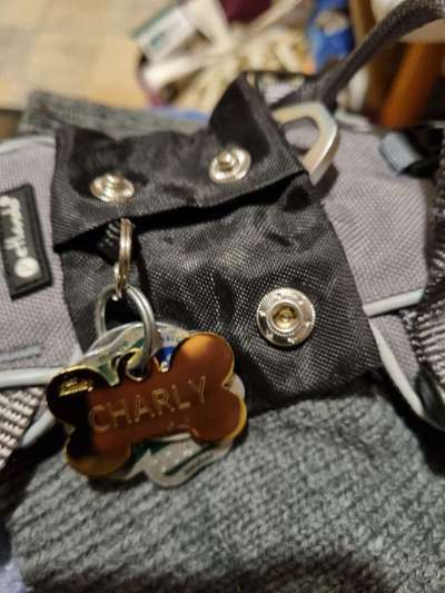 Geklapper der Hundemarken-Beitrag-Bild