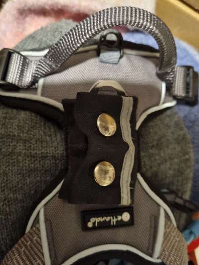 Geklapper der Hundemarken-Beitrag-Bild