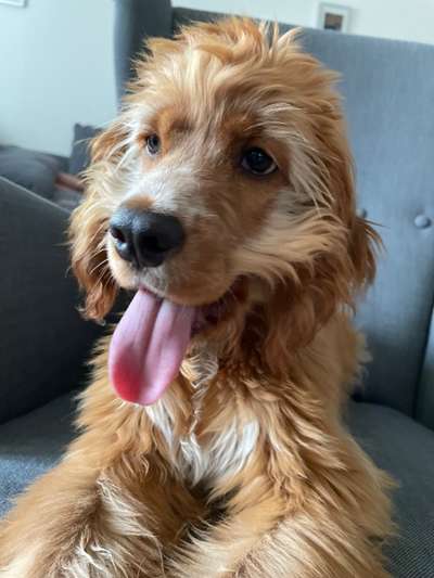 Die Dogorama-Wochen-Challenge "Die schönste Grimasse"-Beitrag-Bild