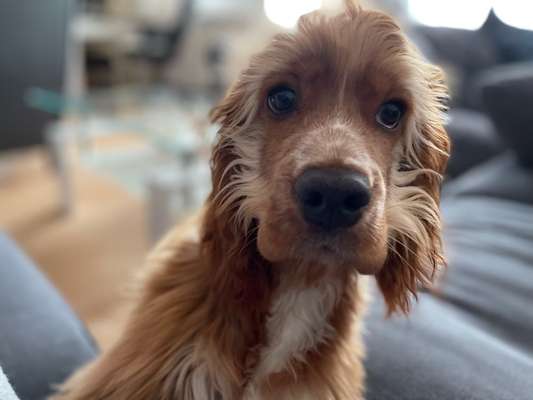 Die Dogorama Kalender Challenge 4/4-Beitrag-Bild