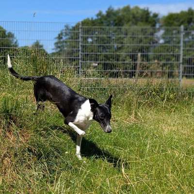 Hundetreffen-Whippet Spielfreunde gesucht-Bild