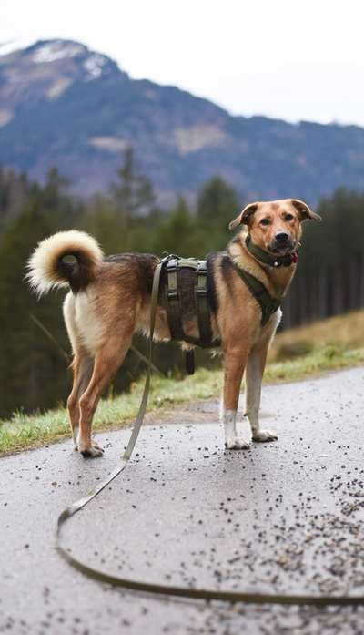 Hundetreffen-Souveräner Hundekumpel gesucht für gemeinsame Gassirunden in belebteren Gebieten-Bild