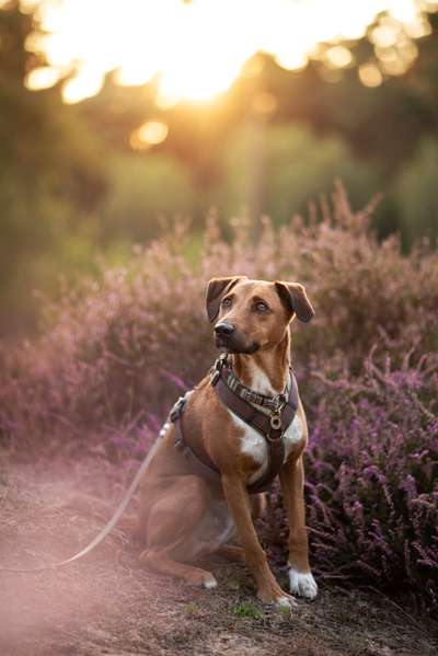 Hundetreffen-Foto Gassi-Bild
