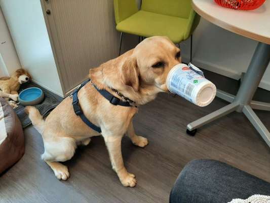 Rasseporträt Labrador-Beitrag-Bild