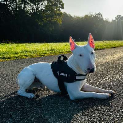 Hundetreffen-Spiel oder Gassirunde gesucht ✌️-Bild