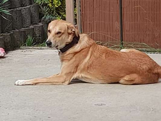 KRITIKOS LAGONIKOS-Beitrag-Bild