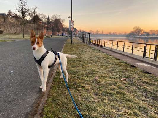 Challenge 23 : "  Euer Hund beim Frühlingserwachen "-Beitrag-Bild