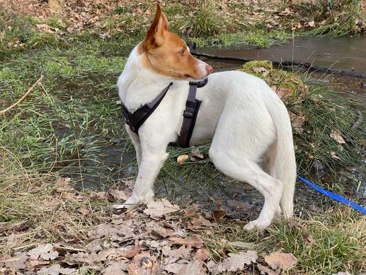 Hund aus dem Spanischen Tierschutz-Beitrag-Bild