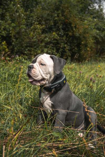 Hundetreffen-Welpenfreunde kennenlernen-Bild