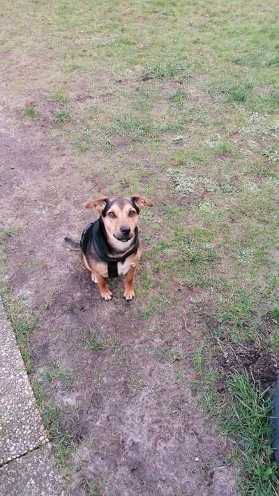 Mischlinge raten - Rätselspaß-Beitrag-Bild