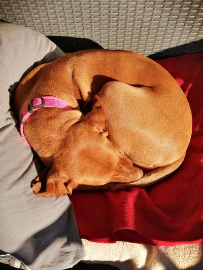 36. Handy Foto Challenge - Sonnenanbeter-Beitrag-Bild