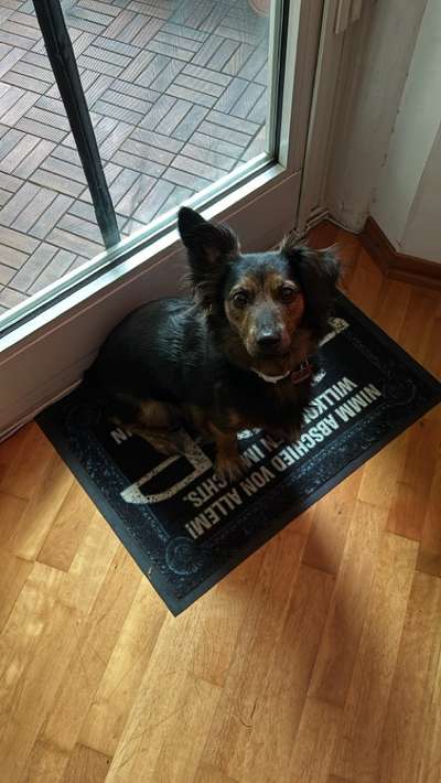 Unsere Fellnasen-Vielfalt im Überblick!-Beitrag-Bild