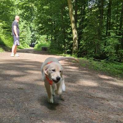 Hundetreffen-Welpentreffen in 44141 Dortmund-Bild