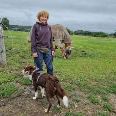 Hundetreffen-Gassirunde Training-Bild