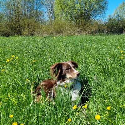 Hundetreffen-Australian Shepherd Spaziergang und Training-Bild