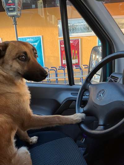 FOTOCHALLENGE 70 - Dein Hund im Auto-Beitrag-Bild