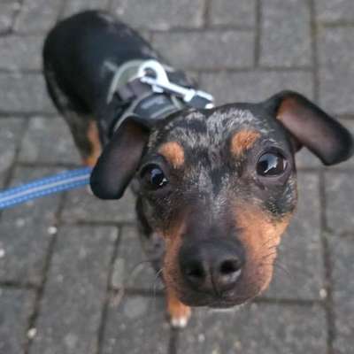 Hundetreffen-Gassirunde zum Sozialisieren-Bild