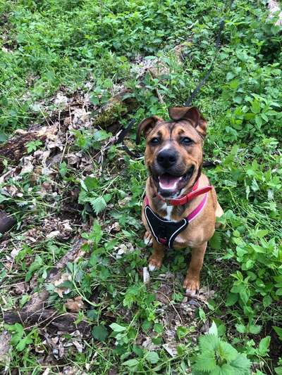 Zeichnungen eurer Hunde-Beitrag-Bild