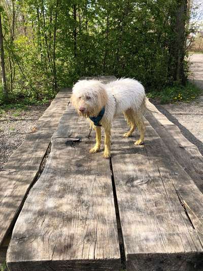 Lagotto Romagnolo Besitzer-Beitrag-Bild