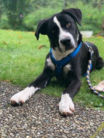 Mischlingshunde Foto Aufruf-Beitrag-Bild