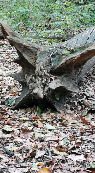 Schäferhund-Beitrag-Bild