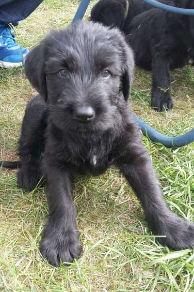 Welpenfotos-Beitrag-Bild