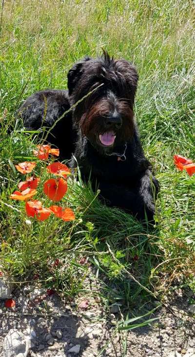 Die Dogorama Kalender Challenge Titelbild-Beitrag-Bild