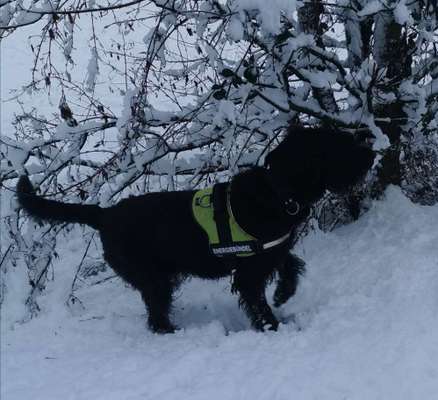 Die Dogorama Kalender Challenge Teil 2/4-Beitrag-Bild